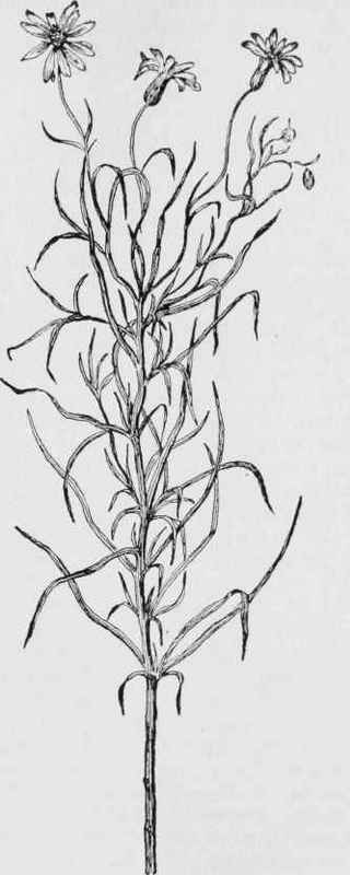 Golden aster (Chrysopsis fulcata)