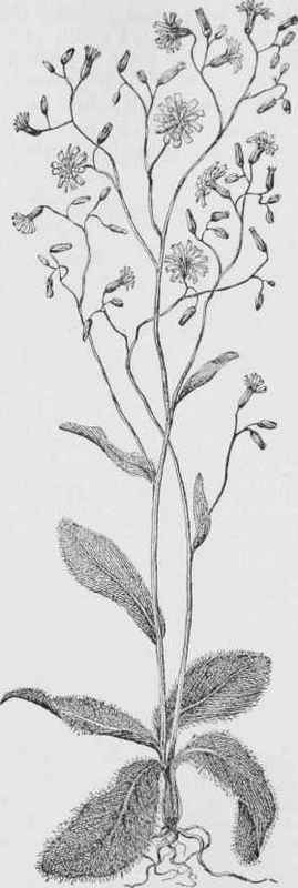 Hairy Hawkweed (Hieracium Gronovii)
