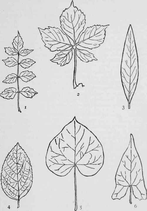 Illustrating Shapes Of Leaves