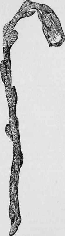 Indian pipe. corpse plant (Monotropa unifiora)