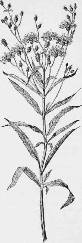 Ironweed (Vernonia noveboracensis)