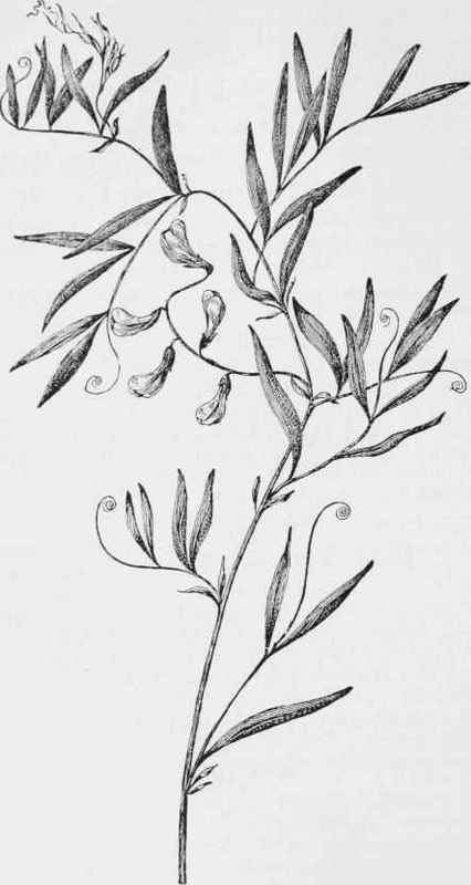 Marsh Pea. Marsh Vetchling. (Lathyrus palustris)