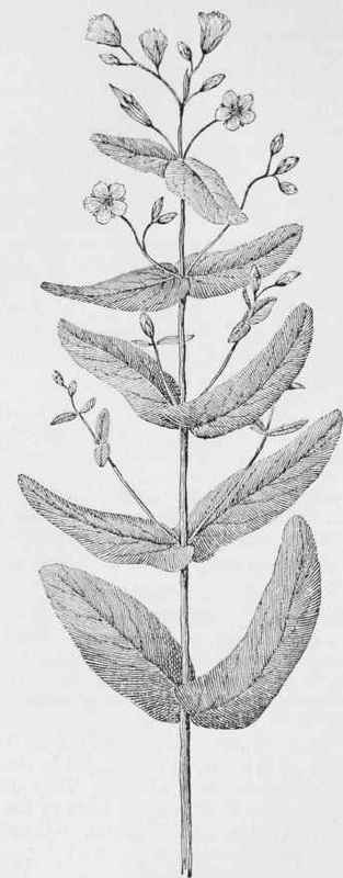 Marsh ST. john's wort (Hypericum virginicum)