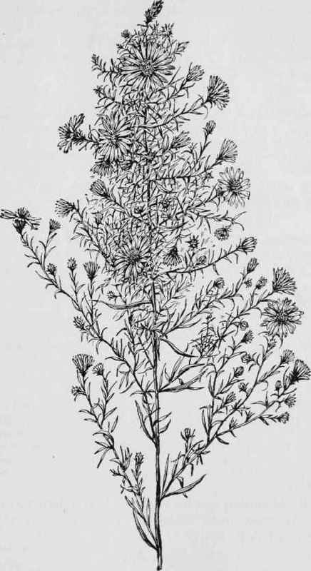 Michaelmas daisy (Aster Tradescanti) (See page 136)