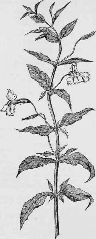 Monkey Flower (Mimulus ringens)
