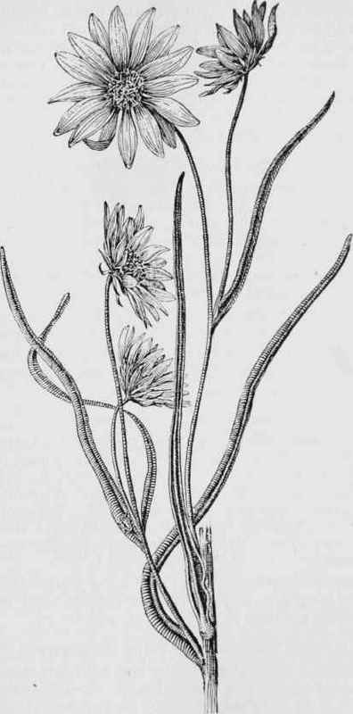 Narrow Leaved Sunflower (Heliunthus angustifolius)