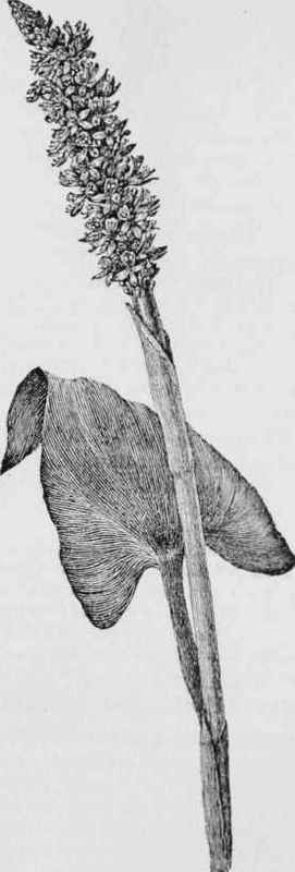 Pickerel Weed (Pondeteria cordata)