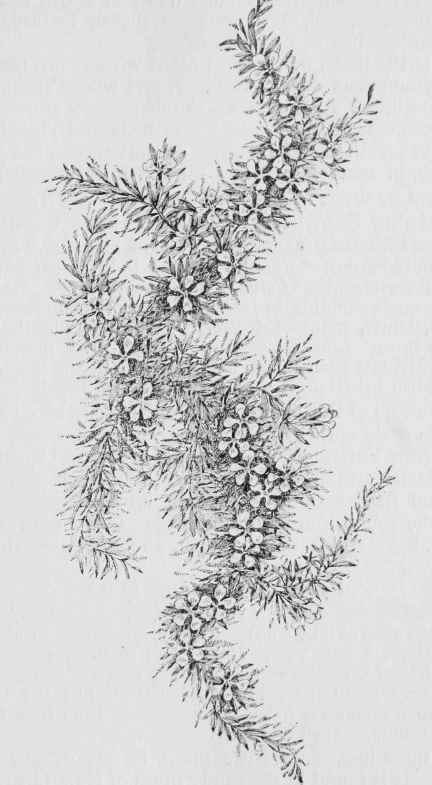 Pyxie. flowering moss. (Pyxidanthera barbulata)