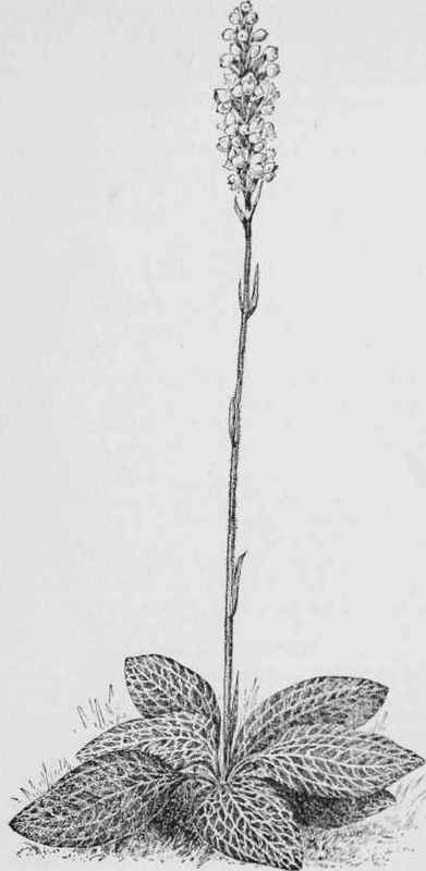 Rattlesnake Plantain (Epipuctis pubescens)