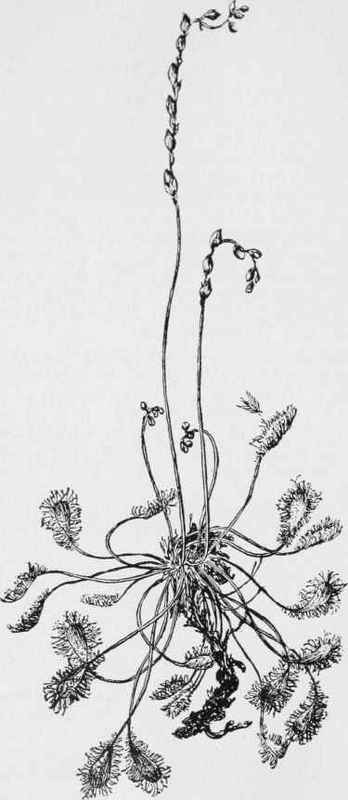 Round leaved sundew (Drosera rotundifolia)
