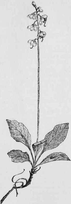 Shin leaf (Pyrola clliptica)
