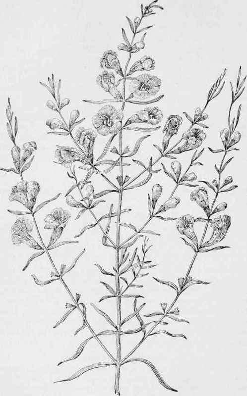 Slender gerardia (Gerardia tenuifolia)
