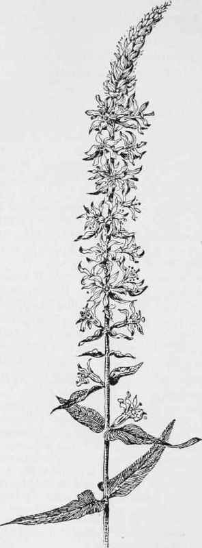 Spiked loosestrife (Lythrum Salicaria)