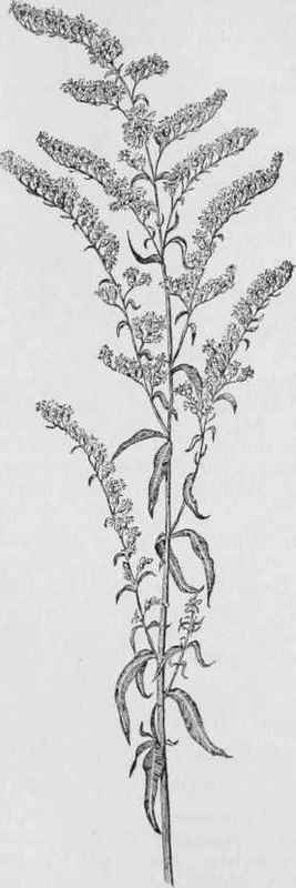 Sweet Golden Rod (Solidugo odora)