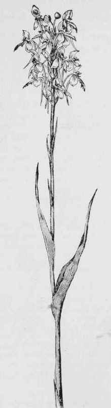 White fringed orchis (Habenaria blephariglottis)