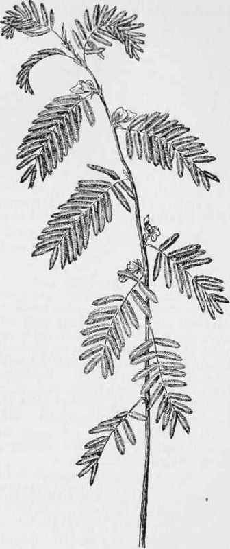 Wild sensitive plant (Cassia nictitans)