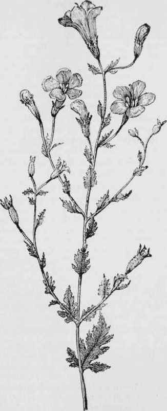 Yellow gerardia (Gcrardia pedicularia)