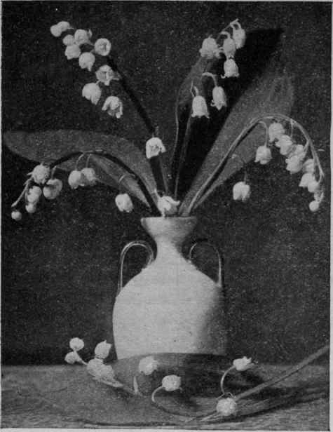 Fig. 21.   Lily of Valley (see Group ix).