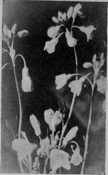 Fig. 22.   Lady's Smock (Cardamine bratensis: Crucifer, Group x).