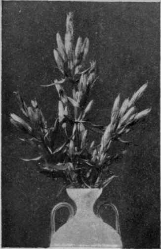 Fig. 23.   Gentian.