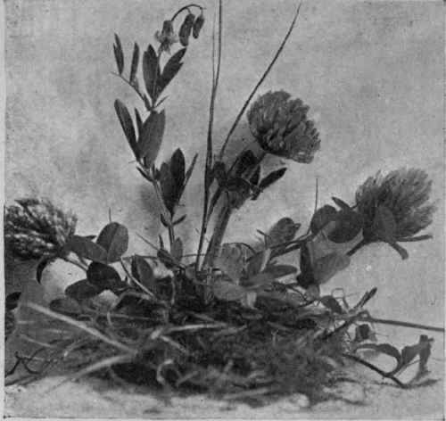 Fig. 24.   Clover and Vetch: Legumes (see Group xv).