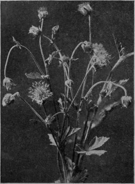 Fig. 25.   Herb Bennet.