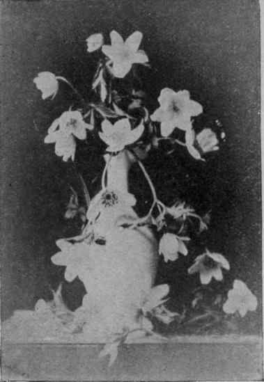 Fig. 27. Wood Anemone.