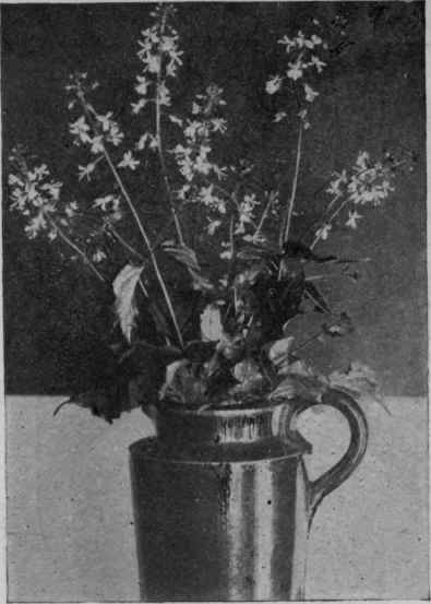 Fig. 28. Enchanter's Nightshade (Circaea, Group i).