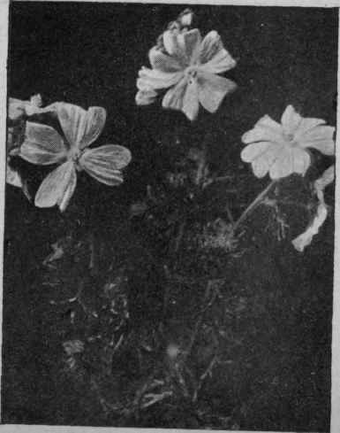 Fig. 29. Musk Mallow (see Group xviii).