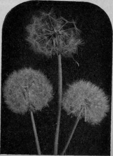 Fig. 30. Dandelion in Fruit.