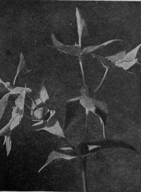 Fig. 5.   CAPER spurge.