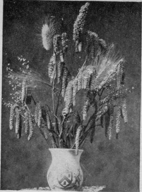 Fig. 6.   Catkins of Hazel.
