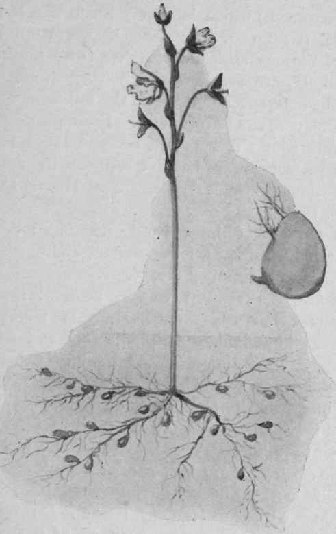 Fig. 8. Bladderwort (Utricularia).