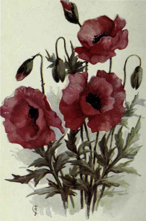 Plate I.  Poppies