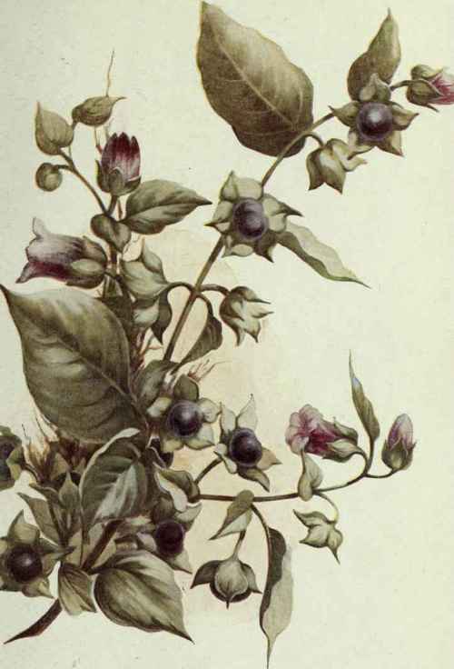 Plate III. Deadly Nightshade.