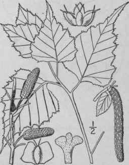 1 Betula Populifolia Marsh American White Birch 1494