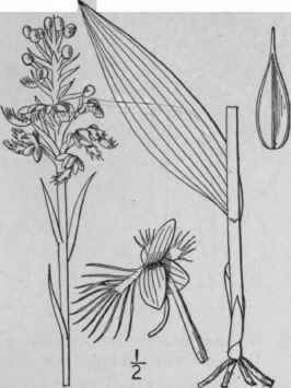 1 Blephariglottis Cristata Michx Raf Crested Yello 1373