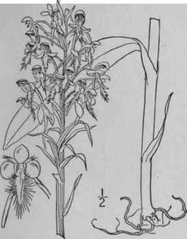 1 Blephariglottis Cristata Michx Raf Crested Yello 1374