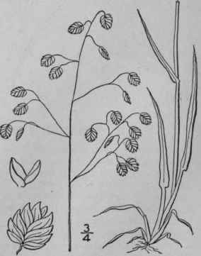 1 Briza Media L Quake Grass Quaking Grass 600