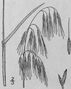 1 Bromus Tectdrum L Downy Brome Grass 662