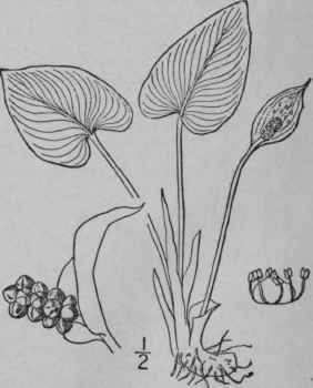 1 Calla Palustris L Water Arum Wild Calla 1116