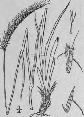 1 Campulosus Aromaticus Walt Scribn Toothache Gras 543