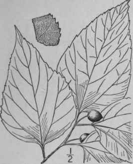 1 Celtis Occidentals L Hackberry Sugar Berry 1546