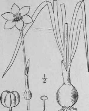 1 Cooperia Drummondii Herb Drum Mond s Cooperia 1322
