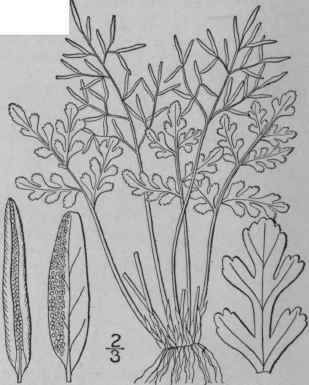 1 Cryptogramma Acrostichoides R Br American Rock B 74