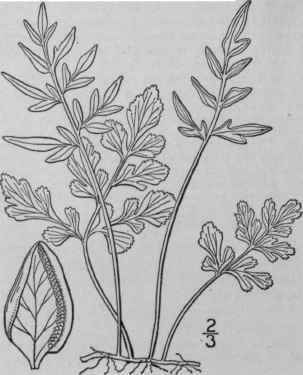 1 Cryptogramma Acrostichoides R Br American Rock B 75