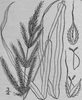 1 Echinochloa Crus Galli L Beauv Barnyard Grass Co 308