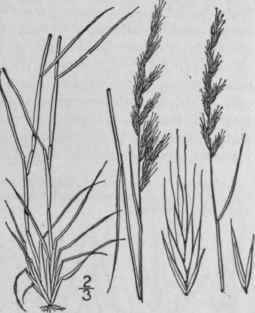 1 Festuca Octoflora Walt Slender Fescue Grass 648