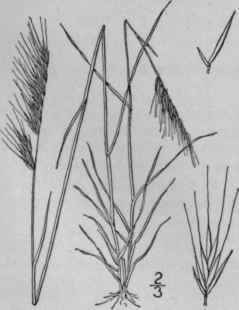 1 Festuca Octoflora Walt Slender Fescue Grass 649