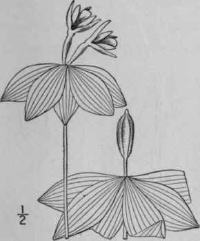 1 Isotria Verticillata Willd Raf Whorled Pogonia 1384